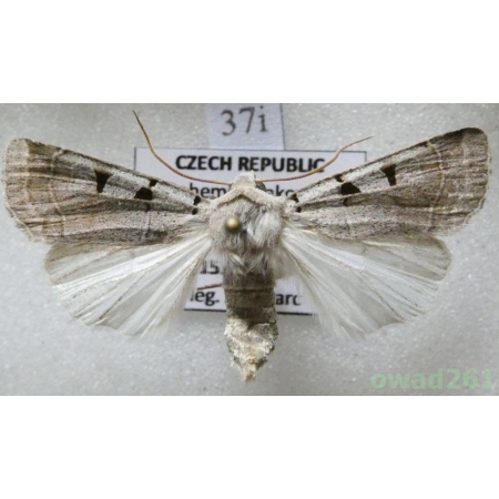 Eugnorisma glareosa (Esper, 1788) Czech37i